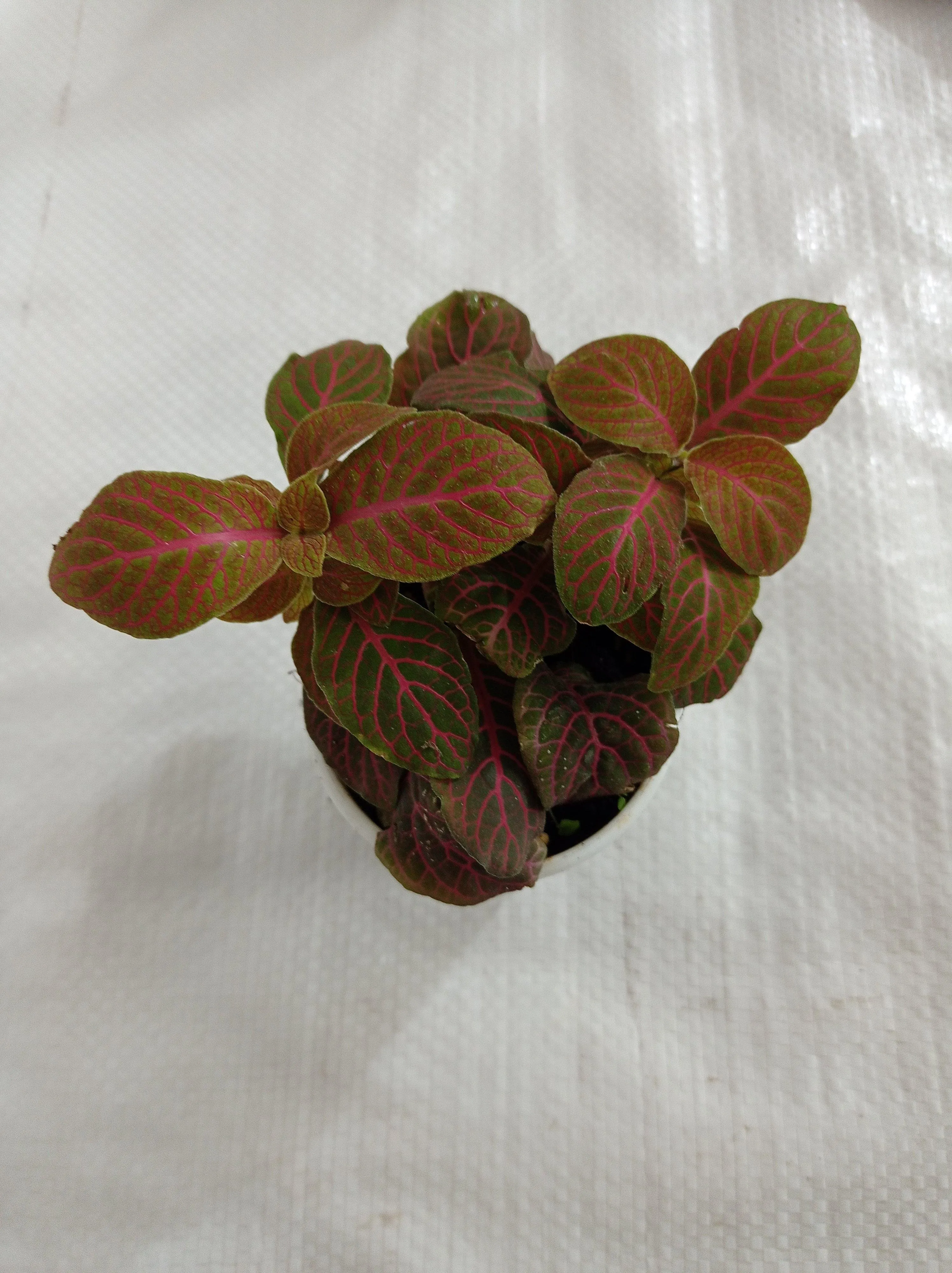 Fittonia 'Joly Josan' Red Plant