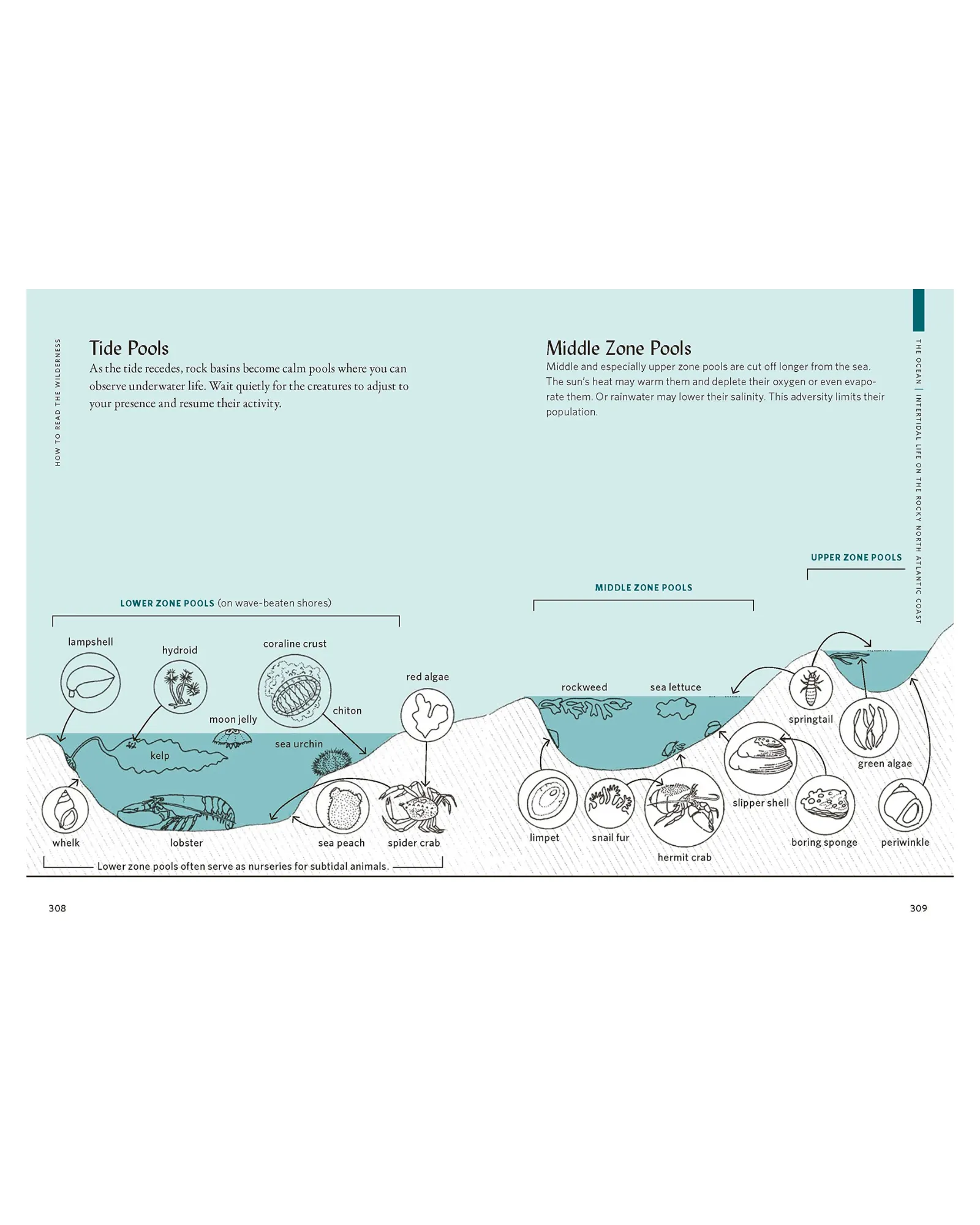 HOW TO READ THE WILDERNESS - BOOK